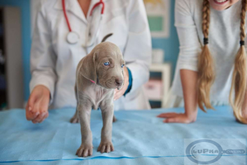 Rehabilitacja weterynaryjna dla zwierząt w ośrodku Vital Vet