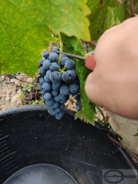 Winobranie 2026 Francja